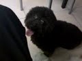 chocolate the poodle