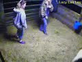 Lucy foalcam Lucy foalcam