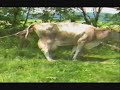 SRI KRSNA DAS HELPS CINTAMONI WITH A DIFFICULT BIRTH