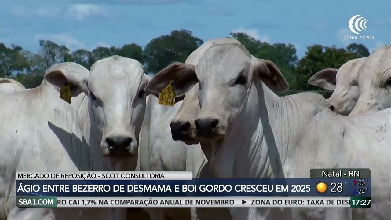 UE–Mercosul avança após 20 anos e exportações de carne bovina batem recorde