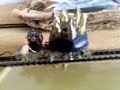 0-6-2T 0-6-2T