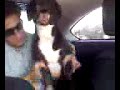 Dodger gettin Silly