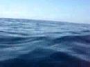 dauphin