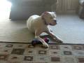 videos de Ace ,the White Boxer, at Play