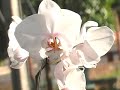 Morrinhos orquídeas Cristian