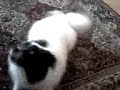 CLYDE GOES FOR A WALK
