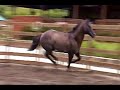 Caballo Cuarto Milla