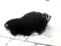 Bellaqueo de perro