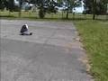 bs ollie big gap