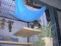 Wunderchins: Cheel