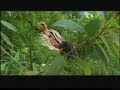 misteri gunung merapi