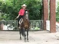 Jesus Carranza Caballos Saltarines TrotaMexico Jesus Carranza Caballos Saltarines TrotaMexico