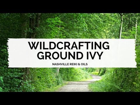 how to plant wild ivy
