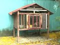 Dog in small confined cage