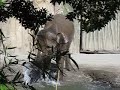 Asian elephant cooling off (Oregon Zoo)