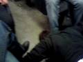videos de Twan die zijn kaartje voor de NS betaald