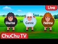 ChuChu TV Classics - Popular Nursery Rhymes & Songs For Kids - Live Stream ChuChu TV Classics - Popular Nursery Rhymes & Songs For Kids - Live Stream