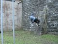 Is this a Trinity flip?