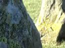 Castlerigg Stone Circle and Gaggling Geese