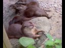Loutres du zoo de singapour.mp4