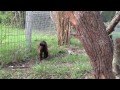 Monkey mama Patch in labor