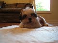 Jules- the cute Shih-Tsu