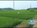 Rice aplenty in Japan