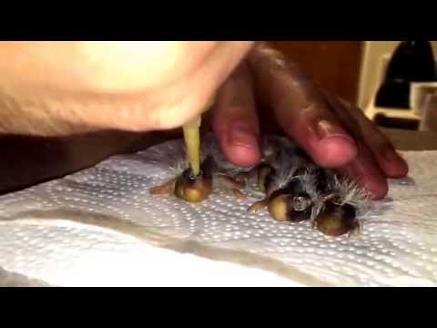 how to care for a zebra finch