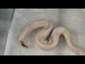 2008 clutch # 3 - part 4 - \"Pieds Hatched\" 2008 clutch # 3 - part 4 - \"Pieds Hatched\"