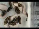 2008 clutch # 3 - part 4 - Pieds Hatched