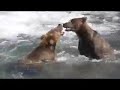 Alaska wildlife viewing in Lake Clark and Katmai Parks