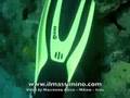 Barbados Diving - Funny fish 2