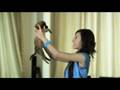 Funny Clip: Super puppy