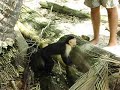 Monkeys invade Manuel Antonio Beach