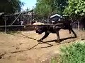pitbull treadmill ( Crack )\\FIGHTERBULLS KENNEL