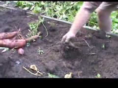 how to harvest sweet potatoes and store