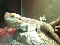 Crazy lizard