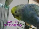 必殺・仕事インコ