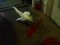 Mission Cockatoo