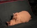 Gay Kittehs