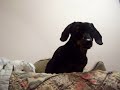 Roxy Waving Hello