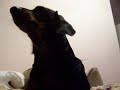 Roxy Waving Hello
