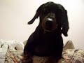 Roxy Waving Hello