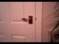My Cat Does Tricks