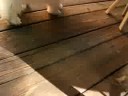 chloe has no tail