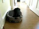 Budleigh in his basket