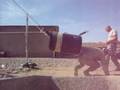 PBRAA~Proffesional Bull Riding Association Afghanistan