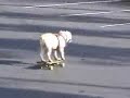 CANE KE VA SULLO SKATEBOARD