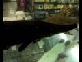 videos de arapaima i think.mp4