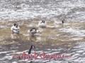 Birds at the River